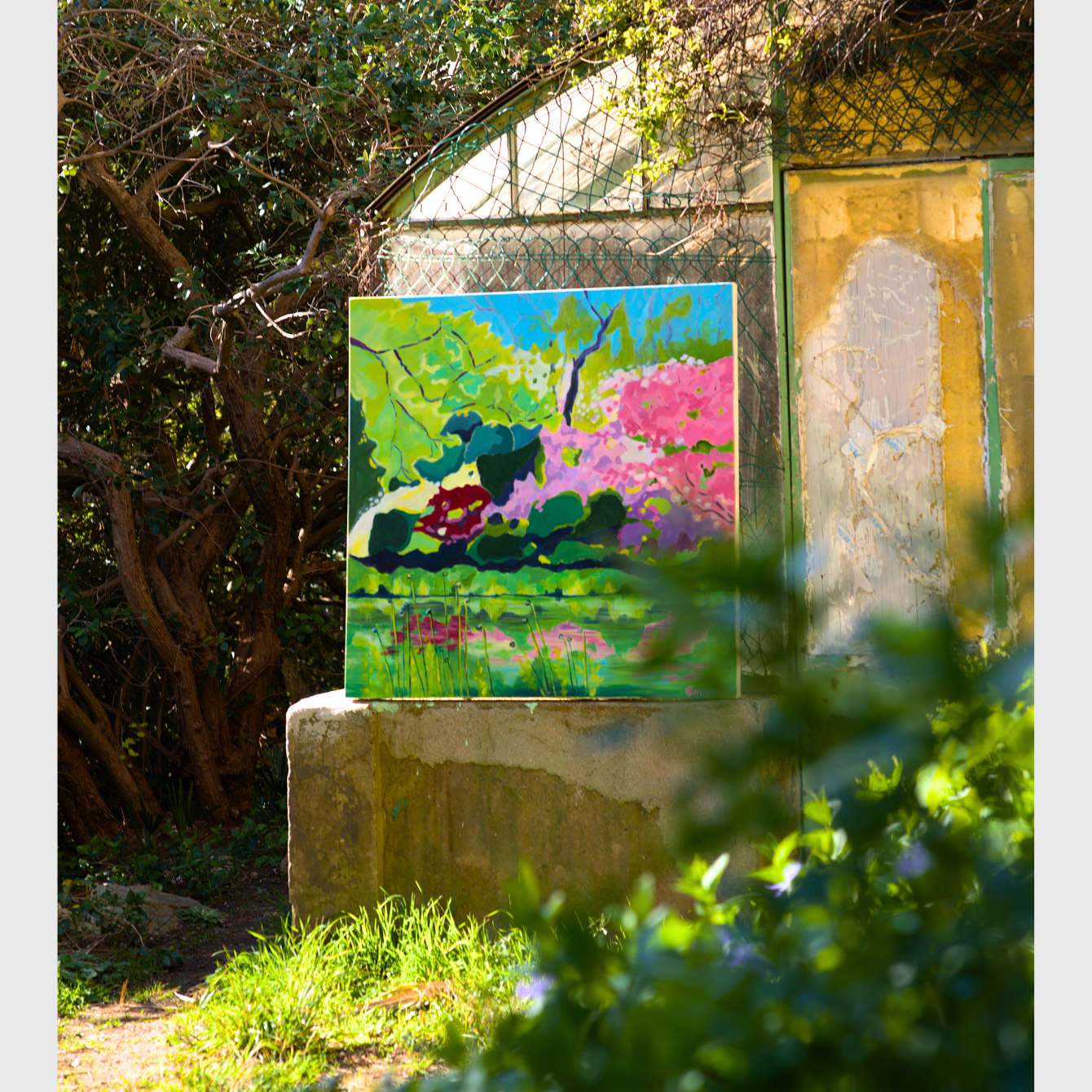 RHODODENDRONS